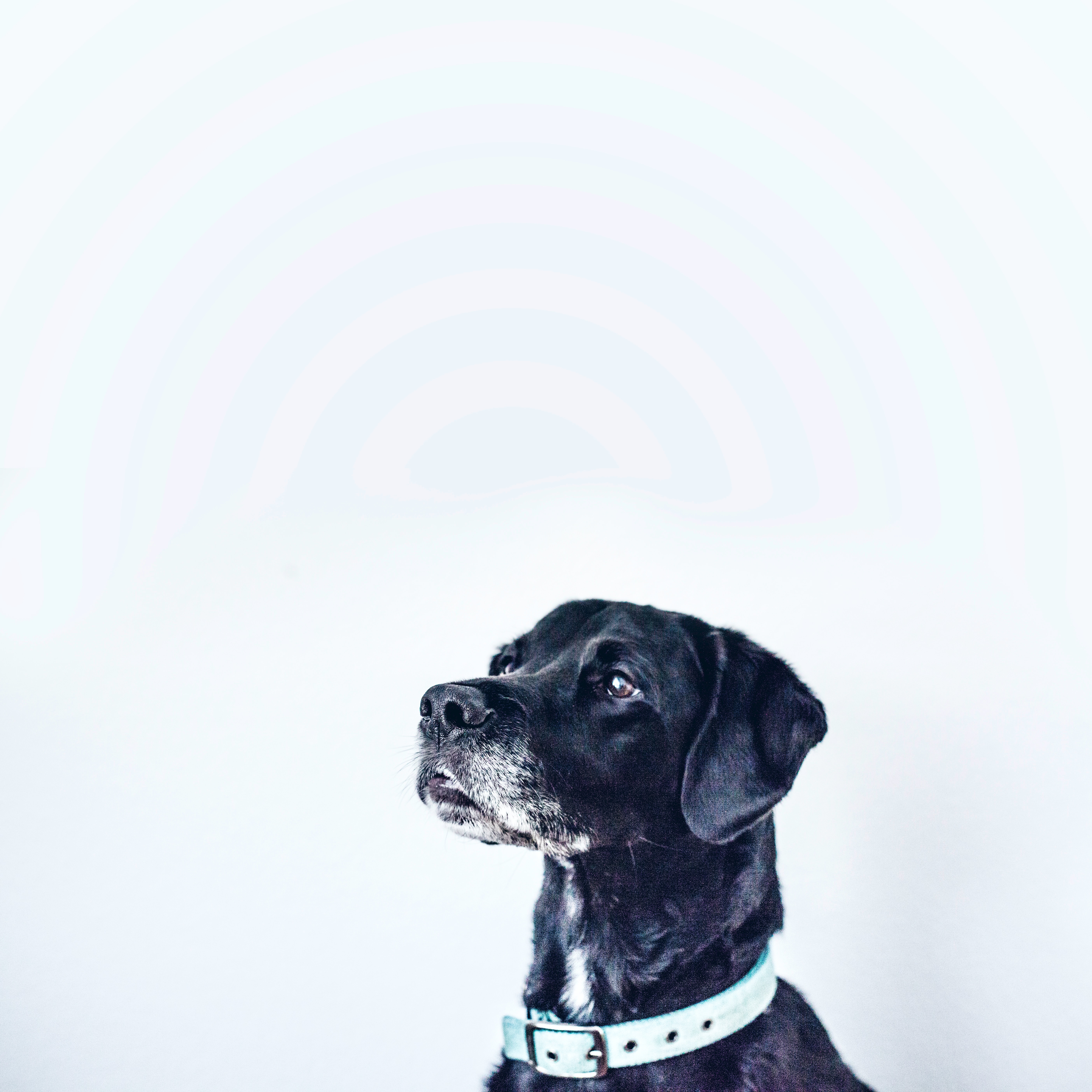 cane nero.jpg